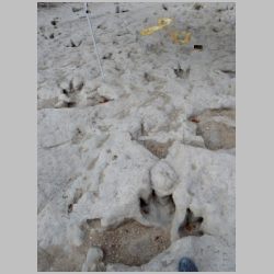 DSCN1094cr-Ballroom theropod.jpg